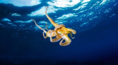 Scientists Gave Octopuses Ecstasy To Study Social Behavior