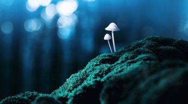 Is Crowdfunding the Solution to Growing Psychedelic-Assisted Therapy?