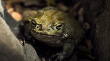Psychedelic Toad Medicine; DMT and the Eternal Consciousness