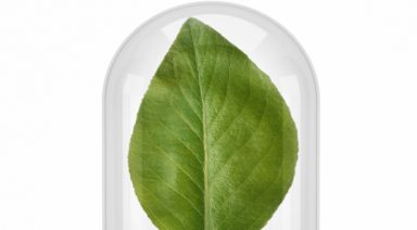 Criminalizing Plant Medicine; Suppression of a Sacred Human Right