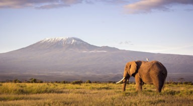 Were Elephants Engineered As Living Metaphors of Grace And Patience?