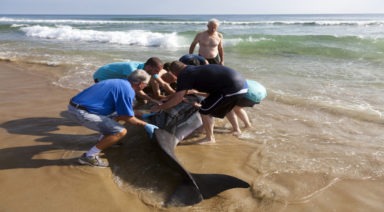 Ocean Noise Pollution From Drilling and Sonar Is Beaching Whales
