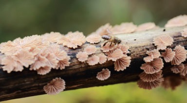 Mites, Monsanto Cause Colony Collapse Disorder; Is Fungi A Solution?