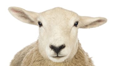 Scientists Create Human-Sheep Hybrid; Are We Playing God?