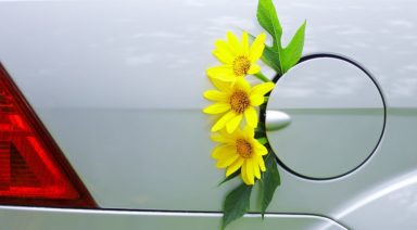 Could Plants Be the Petroleum Alternatives We've Been Waiting For?