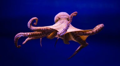 Scientific Study Says Octopuses May Have Come From Outer Space