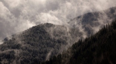 Bigfoot Encounters and Other Evidence of the Elusive Cryptid