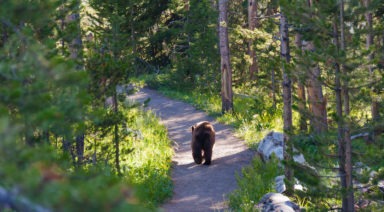 Boy Lost in Woods for 2 Days Tells Mom He Hung Out With a Bear