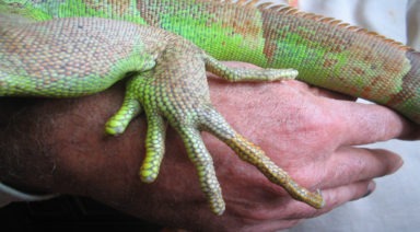 David Icke's Famous Reptilians Conspiracy: Do They Walk Among Us?