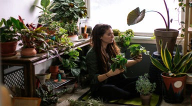 Plant Consciousness; Do Plants Sense, Feel, and Communicate?