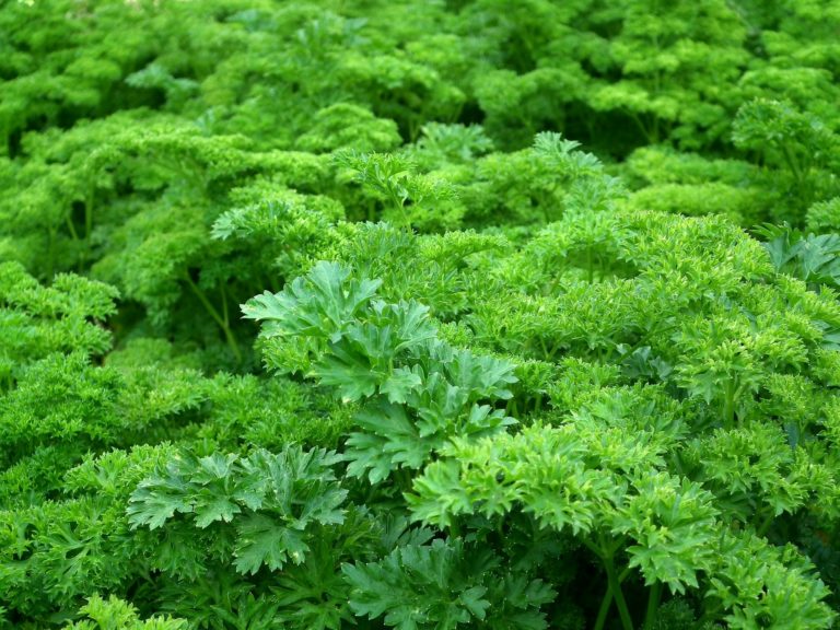 Parsley for clear, healthy skin