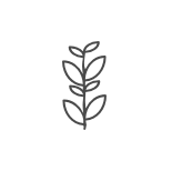 Plant Medicine Icon