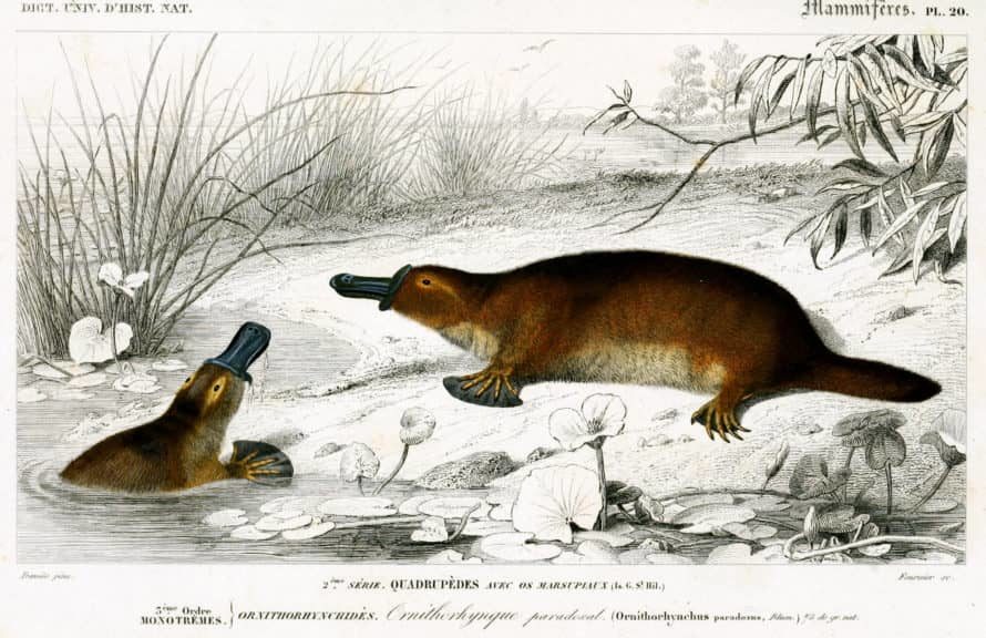 Platypus cryptid illustration