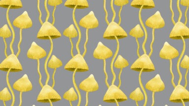 Study Shows Psilocybin Promotes New Growth of Neurons in Brain