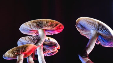 Psychedelic-Assissted Therapy for Veterans and Personality Improvement