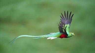 El Quetzal y los Mayas: Un viaje espiritual y simbólico