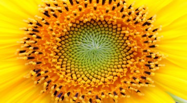 Sacred Geometry in Nature