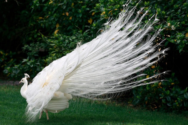 white peacock